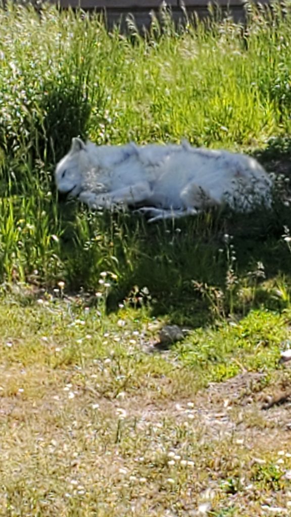 Wolf in West Yellowstone