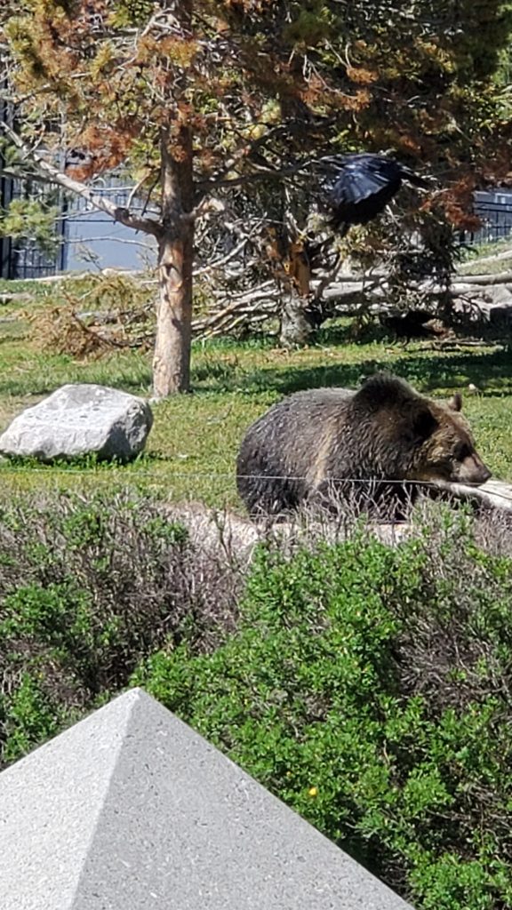 Grizzly in West Yellowstone