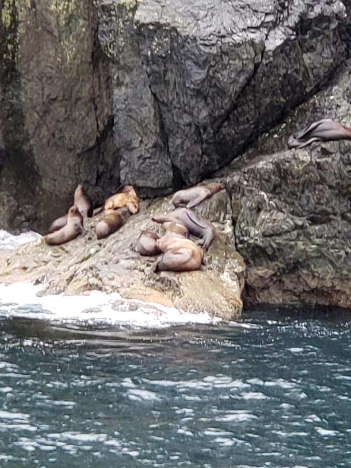 Seward, Alaska Wildlife Tour