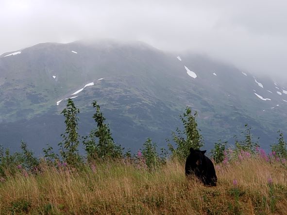 Alaska Wildlife Conservation Center