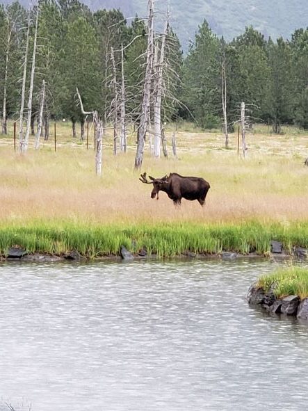 Alaska Wildlife Conservation Center