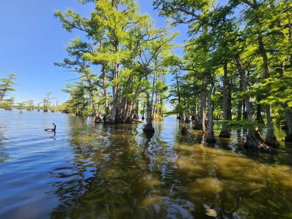 Reelfoot Lake