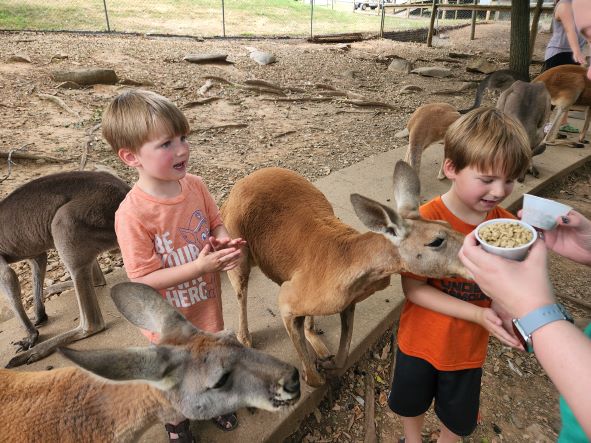 Kentucky Down Under Zoo feeding the Kangaroos