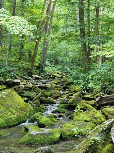 South River Falls Stream