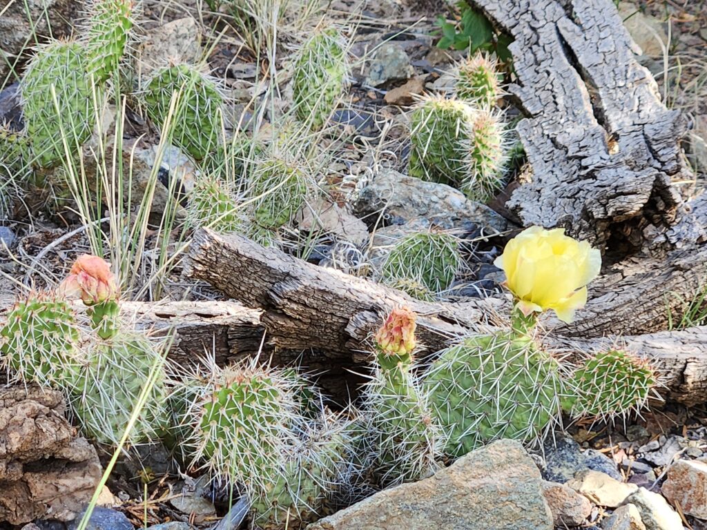 Montville Nature Trail Cactus