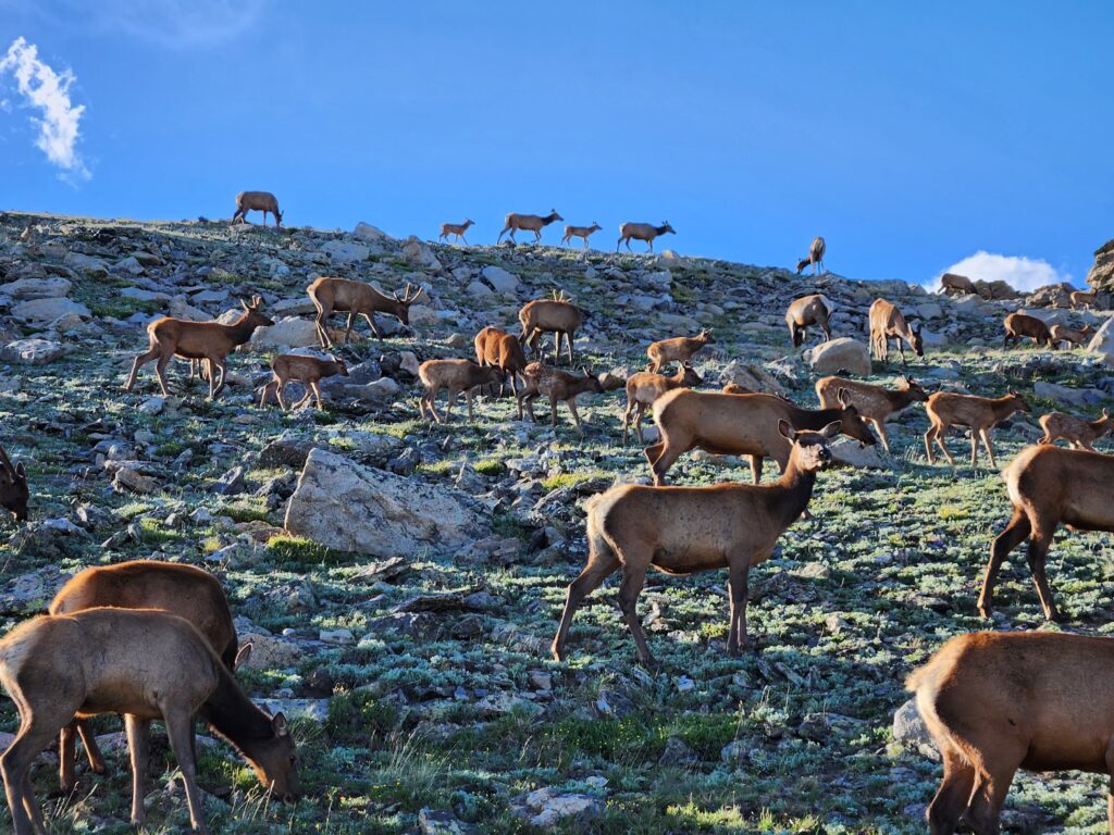 Elk in the Tundra at Rocky Mountain National Park