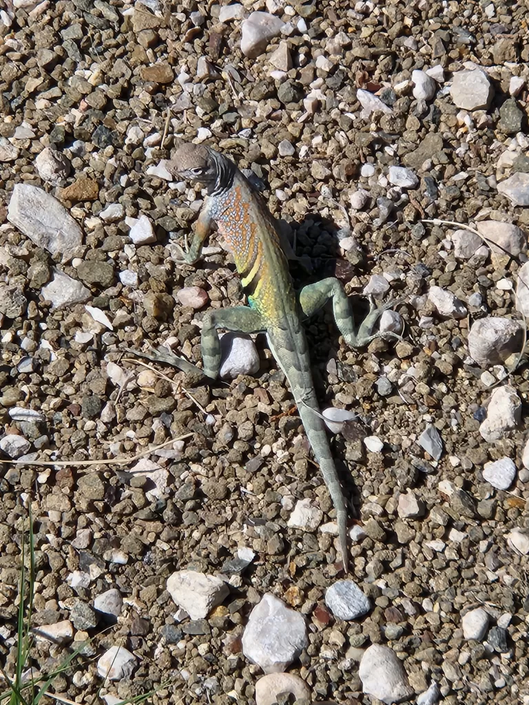 Colorful Little Friend on the Pinery Trail