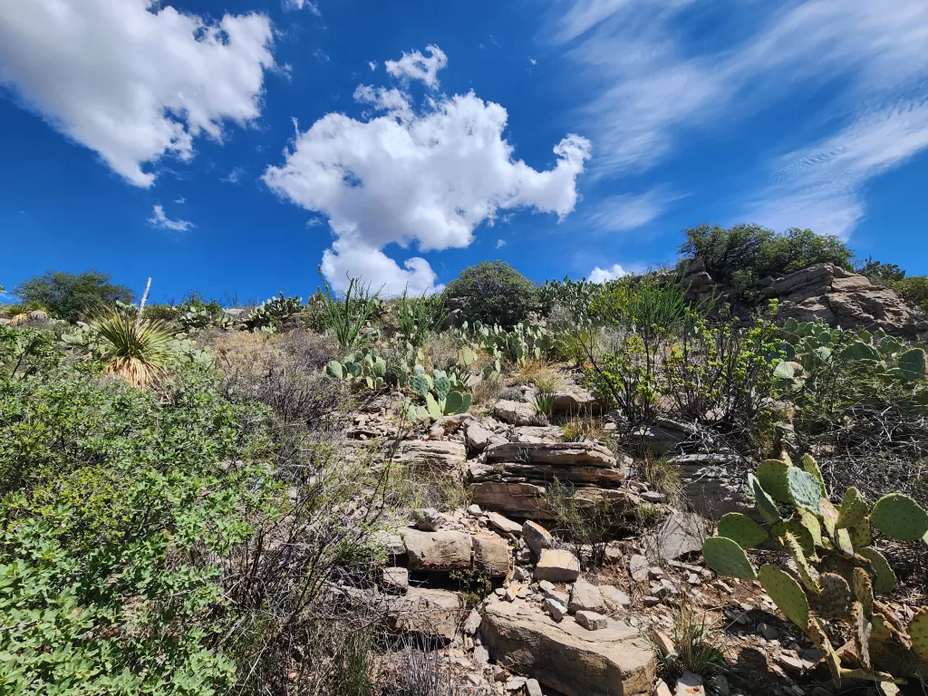 Enjoying some Cactus on the McKittrick Canyon Trail