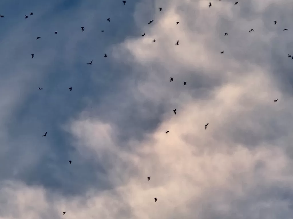 Bat Flight Program at Carlsbad Caverns